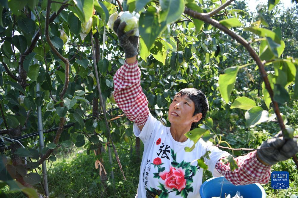 菠菜 平台